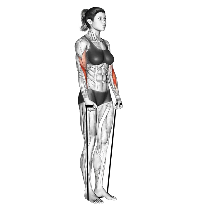 Band hammer curl exercise animation (Female)