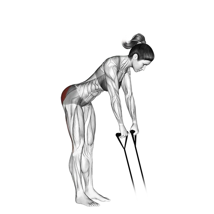 Band hip extension exercise animation (Female)