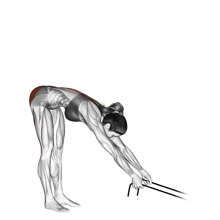 Band hyperextension exercise animation (Female)