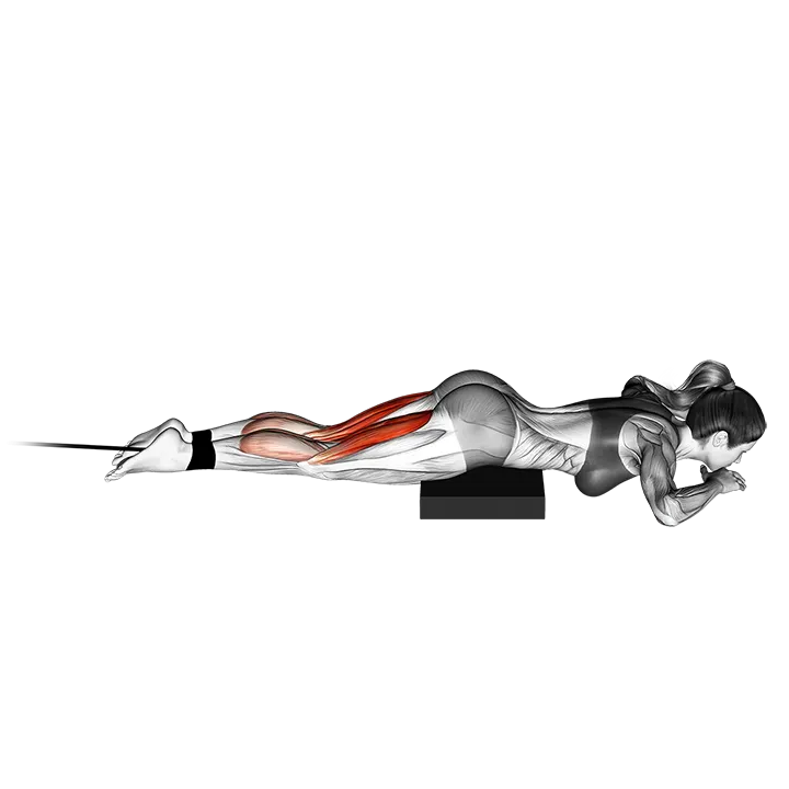 Band lying leg curl exercise animation (Female)