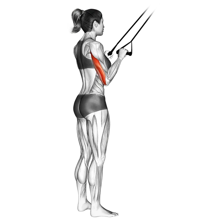 Band pushdown exercise animation (Female)
