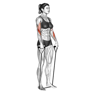 Band reverse curl