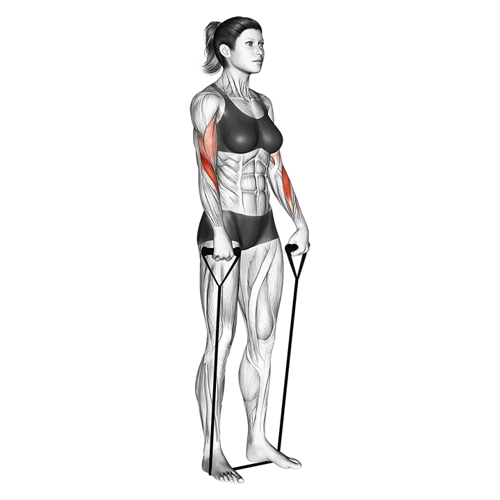 Band reverse curl exercise animation (Female)