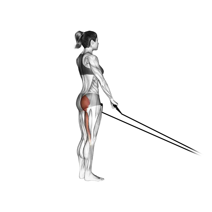 Band Single stiff leg deadlift exercise animation (Female)