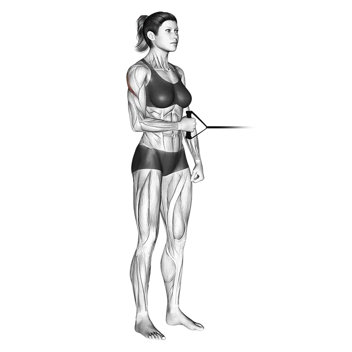 Band standing external shoulder rotation exercise animation (Female)