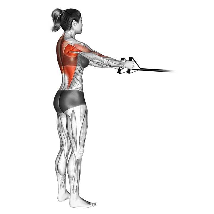 Band straight-back standing row exercise animation (Female)