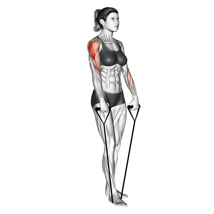 Band upright row exercise animation (Weiblich)