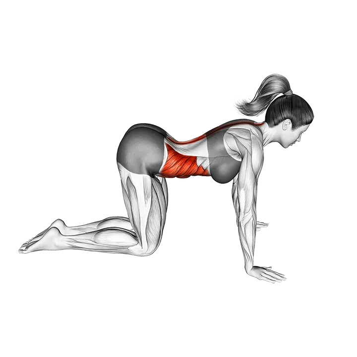 Cat pose exercise animation (Female)