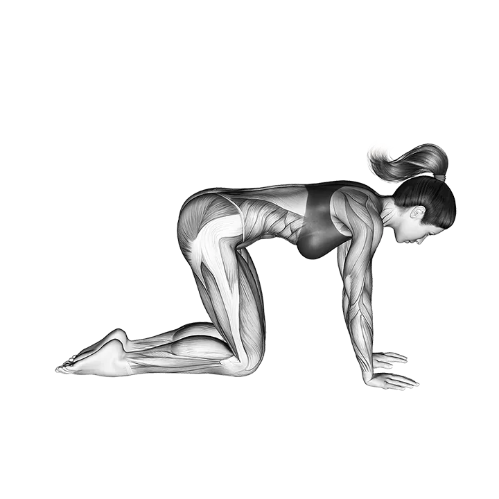 Downward Facing Dog Adho Mukha Svanasana exercise animation (Female)