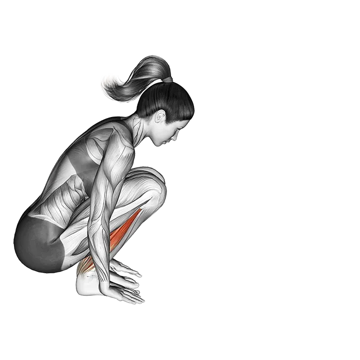 Garland Pose Malasana exercise animation (Female)