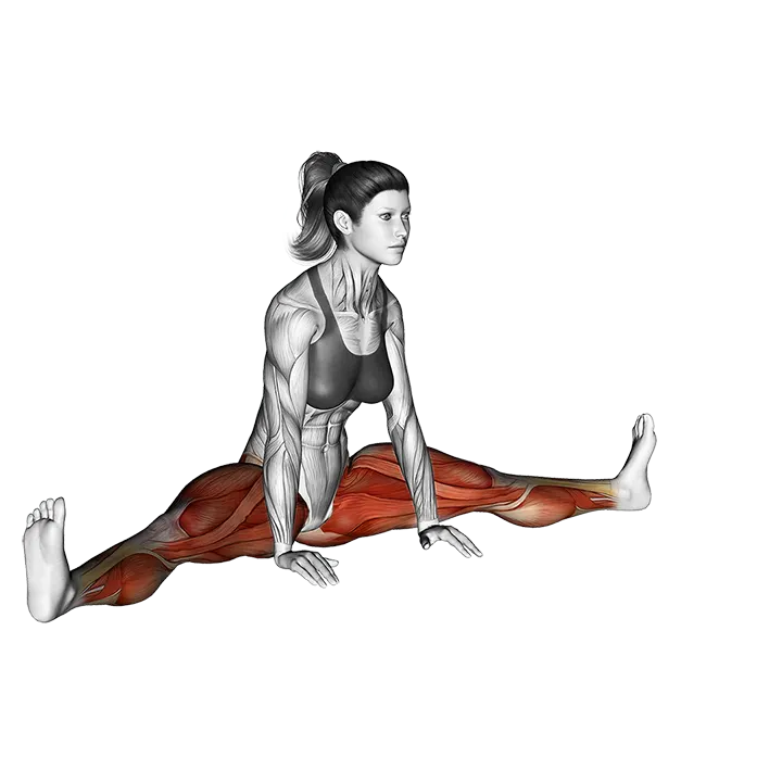 Spread Leg Forward Fold Upavista Konasana exercise animation (Female)