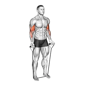 Band alternating biceps curl