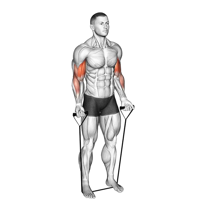 Band alternating biceps curl exercise animation (Male)