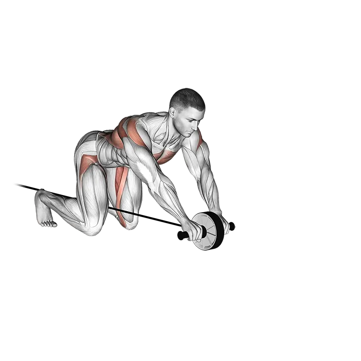 Band Assisted Wheel Rollout exercise animation (Male)