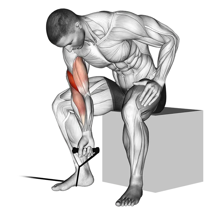 Band concentration curl exercise animation (Male)