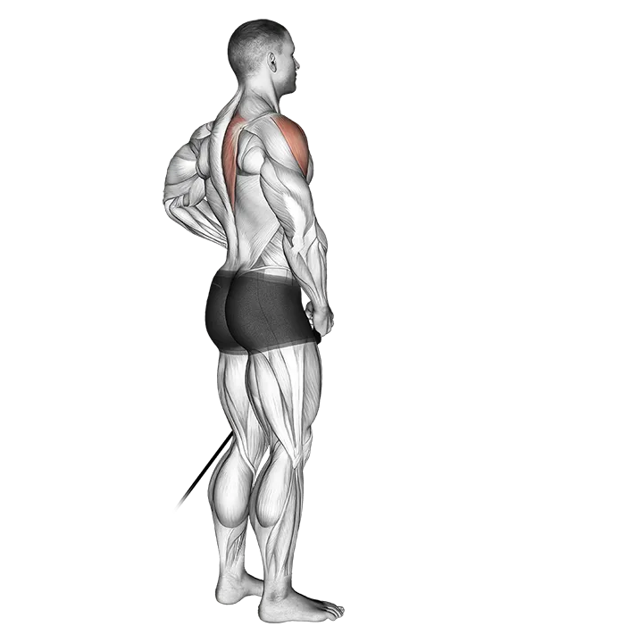 Band front lateral raise exercise animation (Male)