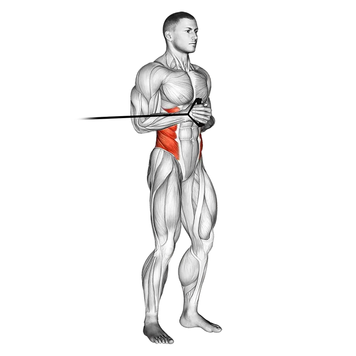 Band horizontal Pallof Press exercise animation (Male)