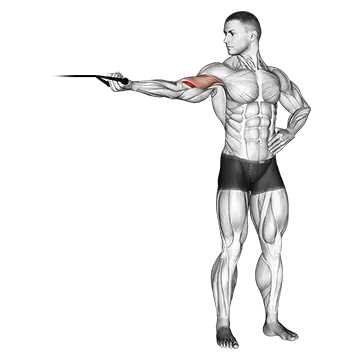 Band one arm overhead biceps cur