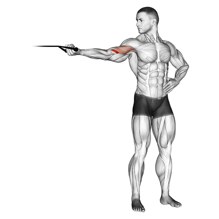 Band one arm overhead biceps cur exercise animation (Hombre)