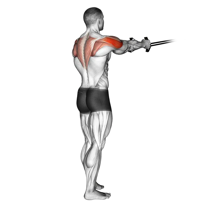 Band reverse fly exercise animation (Male)