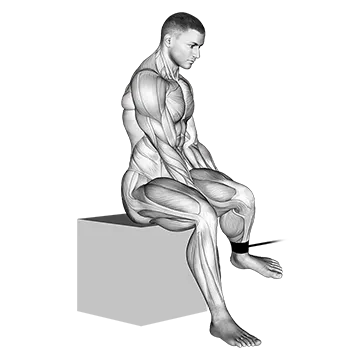 Band Seated Hip External Rotation