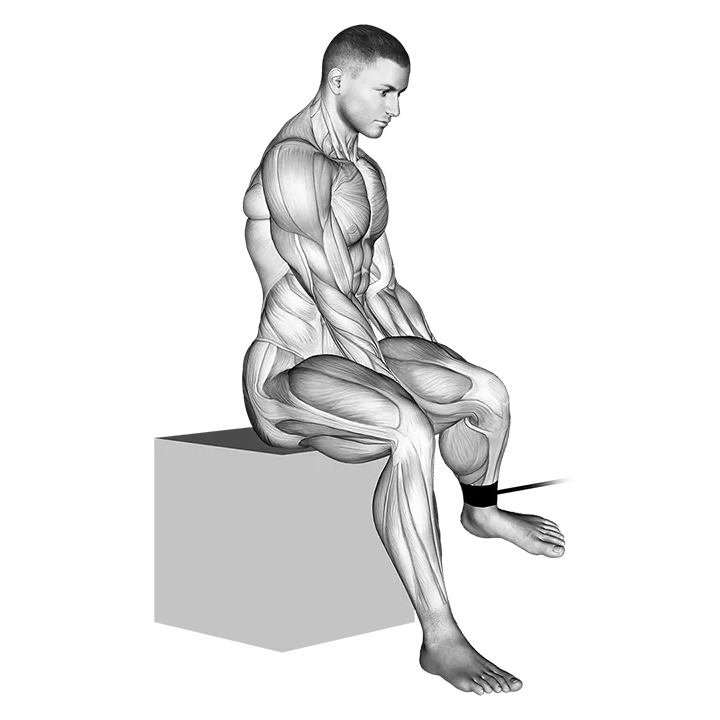 Band Seated Hip External Rotation exercise animation (Male)