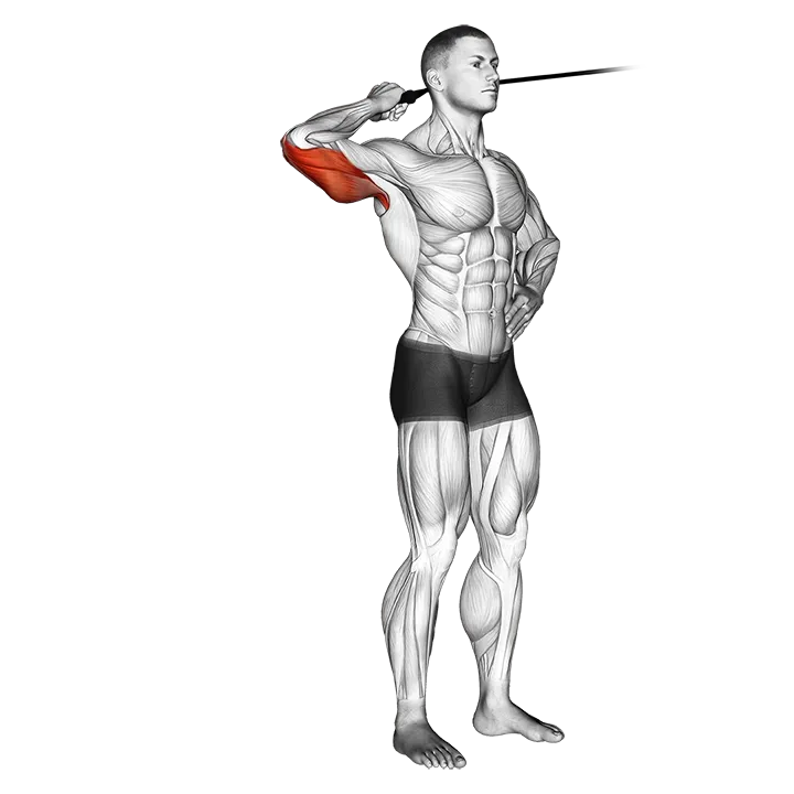 Band side triceps extension exercise animation (Male)