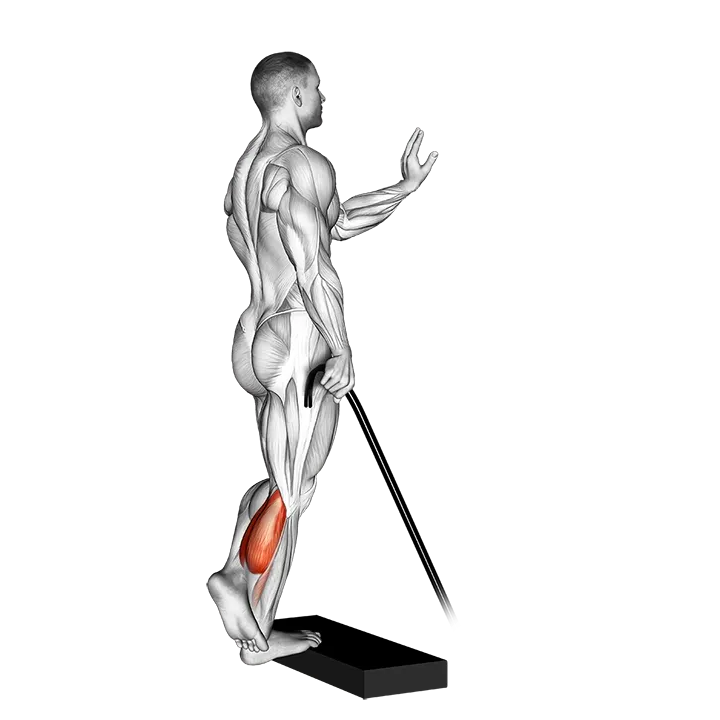 Band single leg calf raise exercise animation (Male)