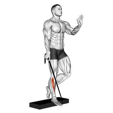 Band single leg reverse calf raise