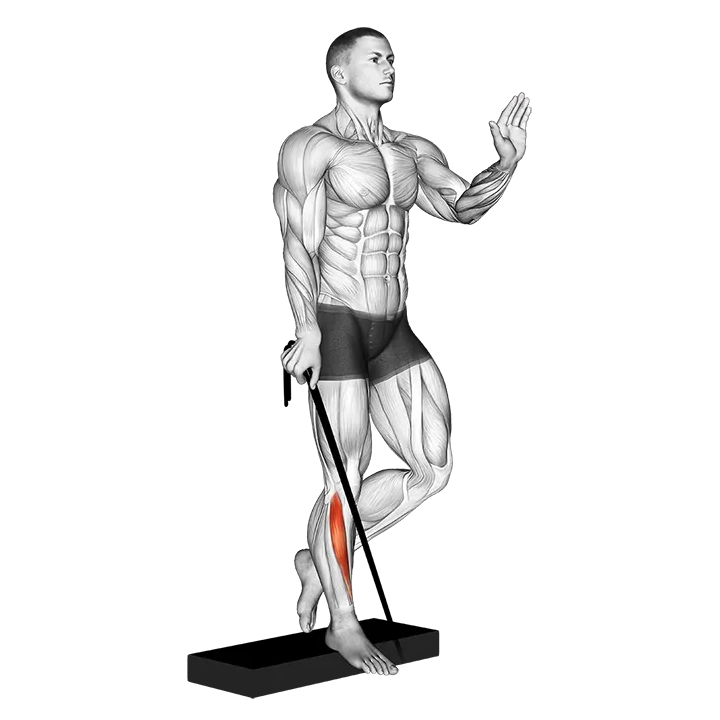 Band single leg reverse calf raise exercise animation (Hombre)