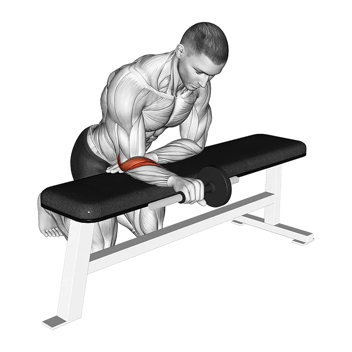 Dumbbell Wrist Supination exercise animation (Male)