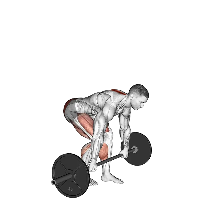 Barbell Split Stance RDL exercise animation (Male)
