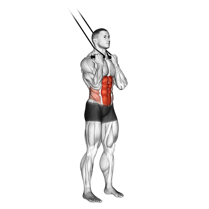 Band standing crunch exercise animation (Male)