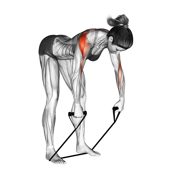 Band rear delt row exercise animation (Mujer)