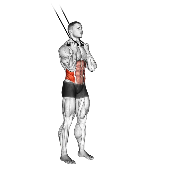 Band standing twisting crunch exercise animation (Male)