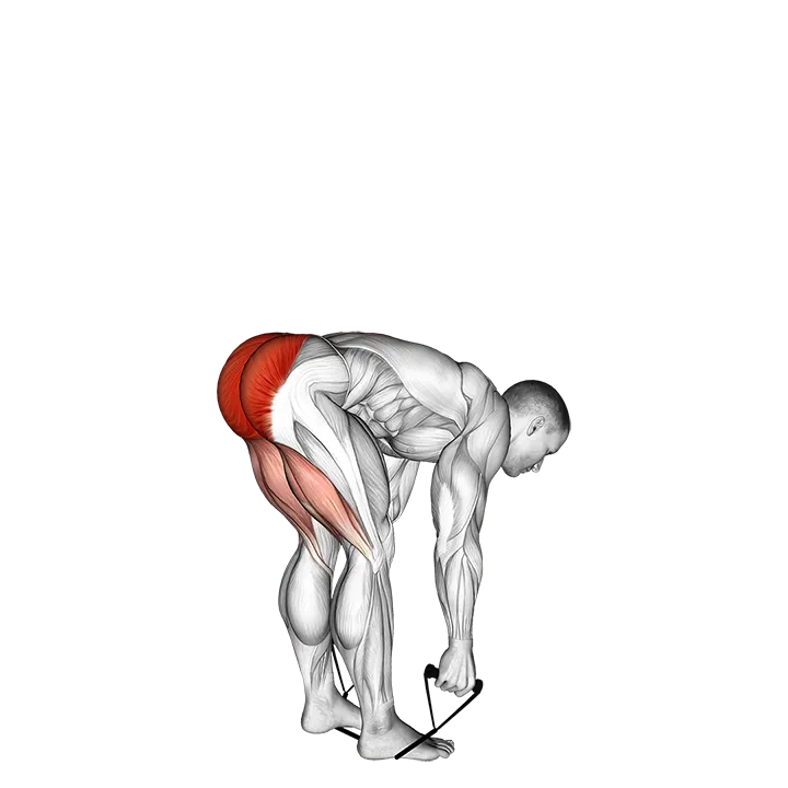 Band stiff leg deadlift exercise animation (Male)