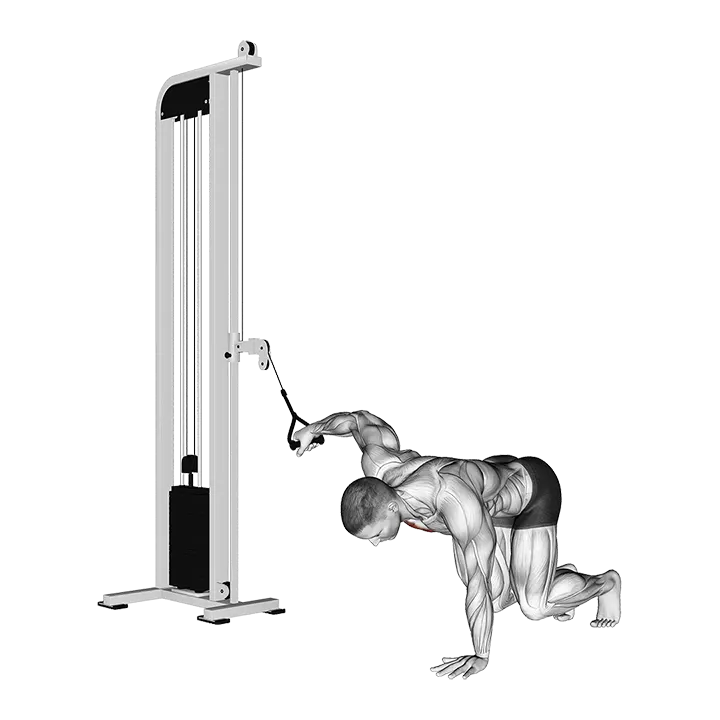 Cable Single Arm Bear Fly exercise animation (Male)