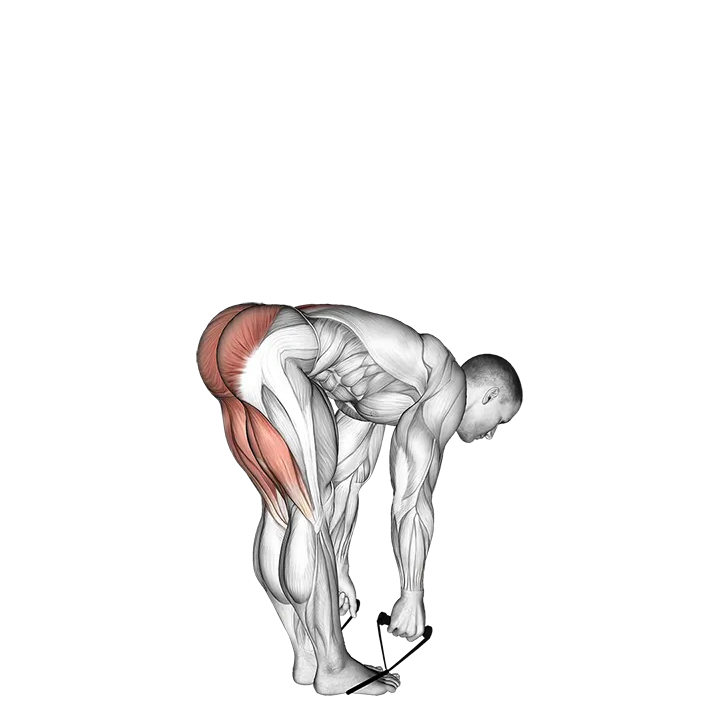 Band straight leg deadlift exercise animation (Male)
