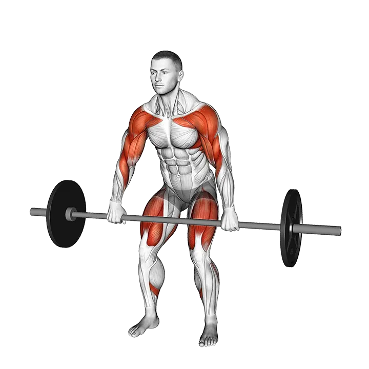 Barbell High Pull exercise animation (Male)