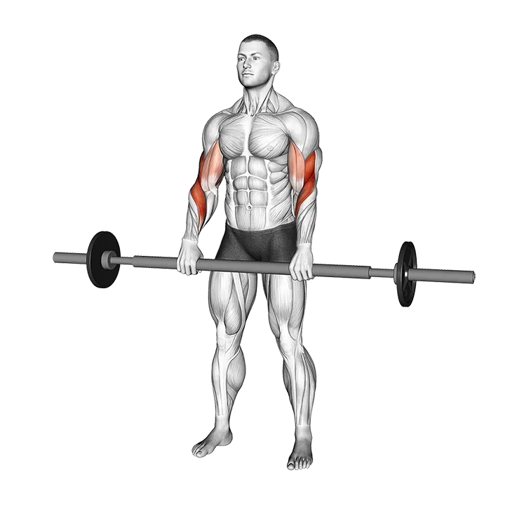 Barbell Fat Bar Reverse Curl exercise animation (Male)
