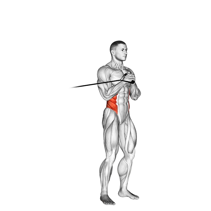 Band vertical Pallof Press exercise animation (Male)