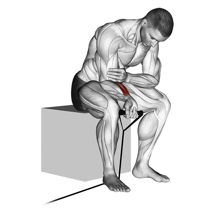 Band wrist curl exercise animation (Hombre)