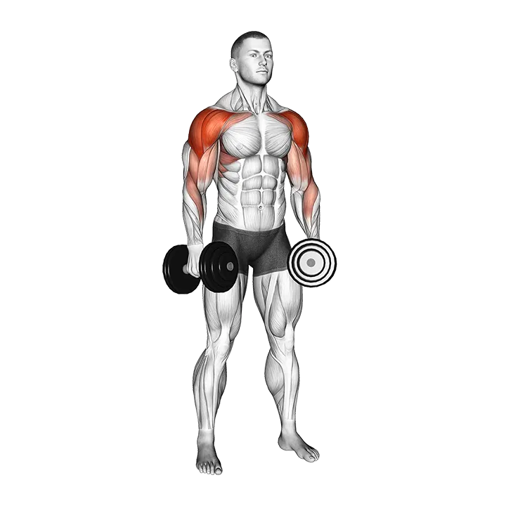 Dumbbell Shoulders Complex exercise animation (Male)
