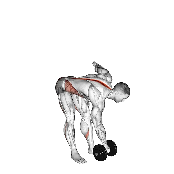 Dumbbell Cross Romanian Deadlift exercise animation (Male)
