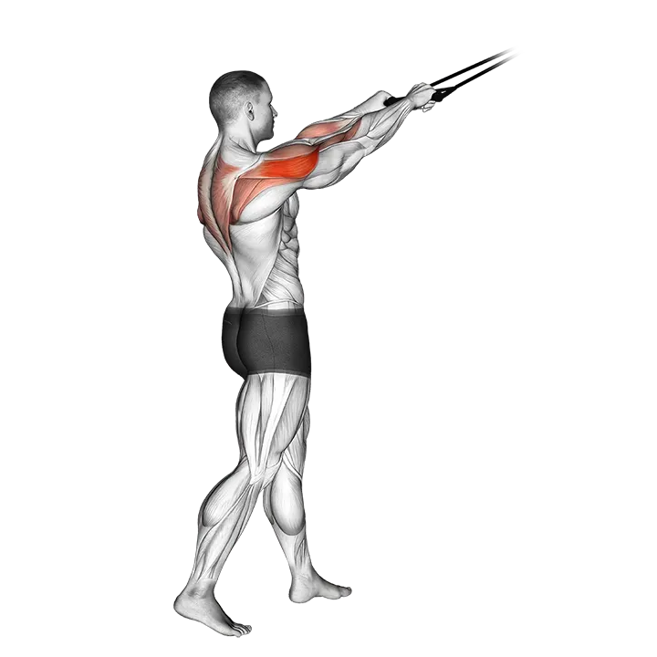 Band standing rear delt row exercise animation (Male)