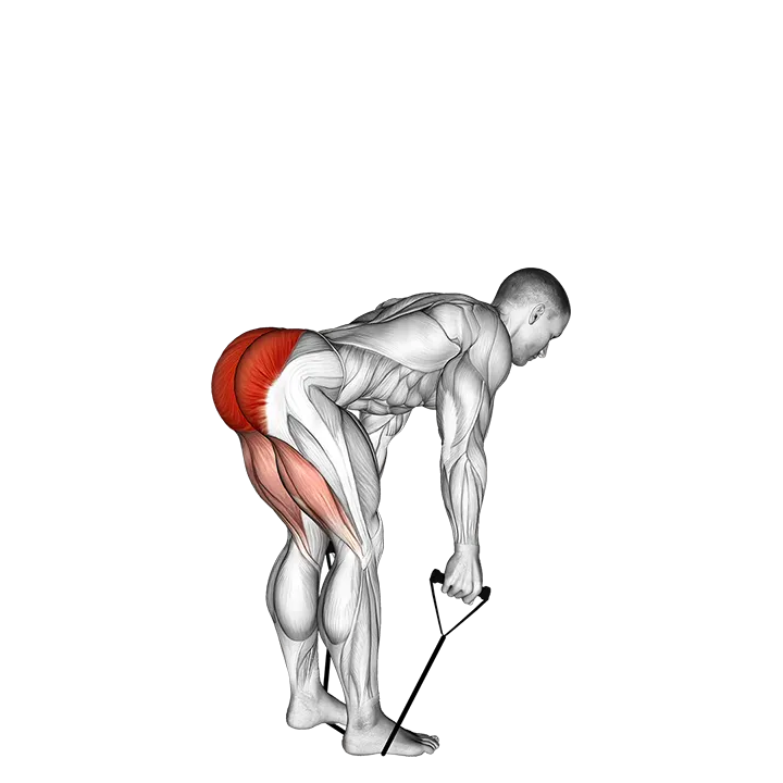 Band straight back stiff leg deadlift exercise animation (Male)