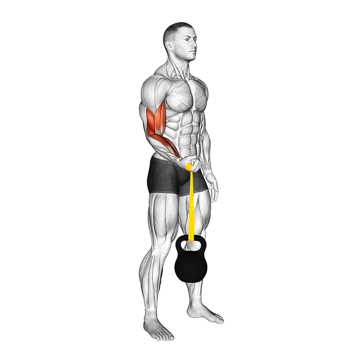 Resistance Band Weighted Standing Pronation Twist Curl (Arm Wrestler) exercise animation (Male)