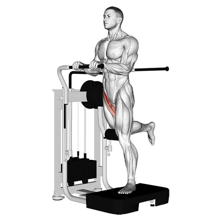 Lever Standing Leg Raise exercise animation (Male)