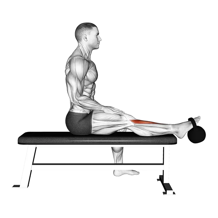 Kettlebell Sitting Tibialis Press exercise animation (Male)