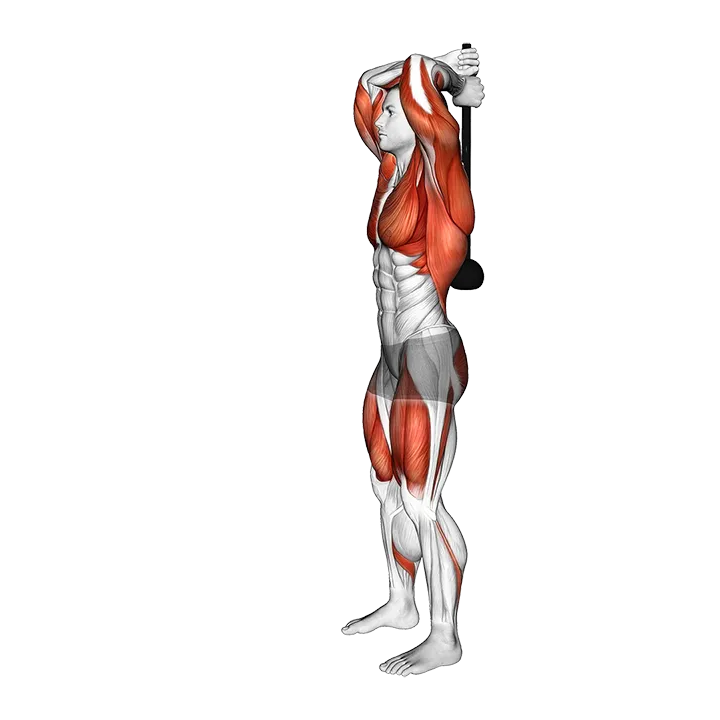 Weighted Steel Mace Squat exercise animation (Male)